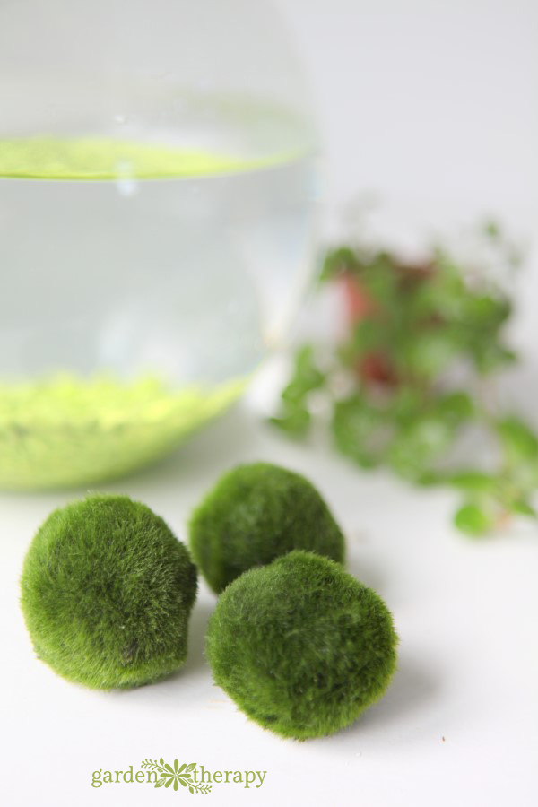 Marimo Moss Ball Care: How to Care For Marimo Moss - Pistils Nursery