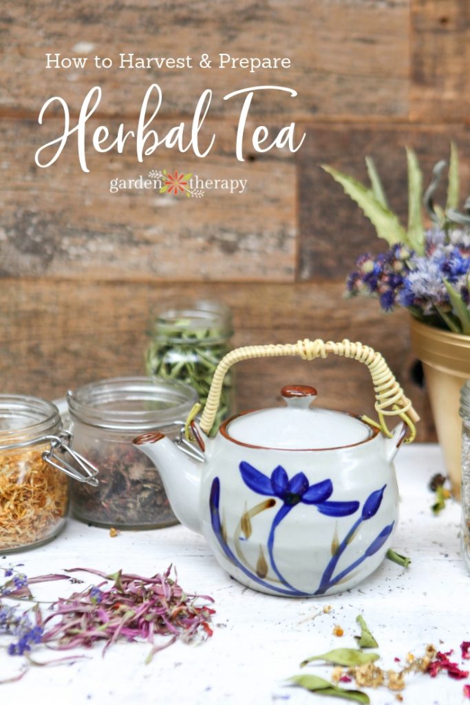 Tea pot and jars of herbs with copy "How to Harvest and Prepare Herbal Tea"
