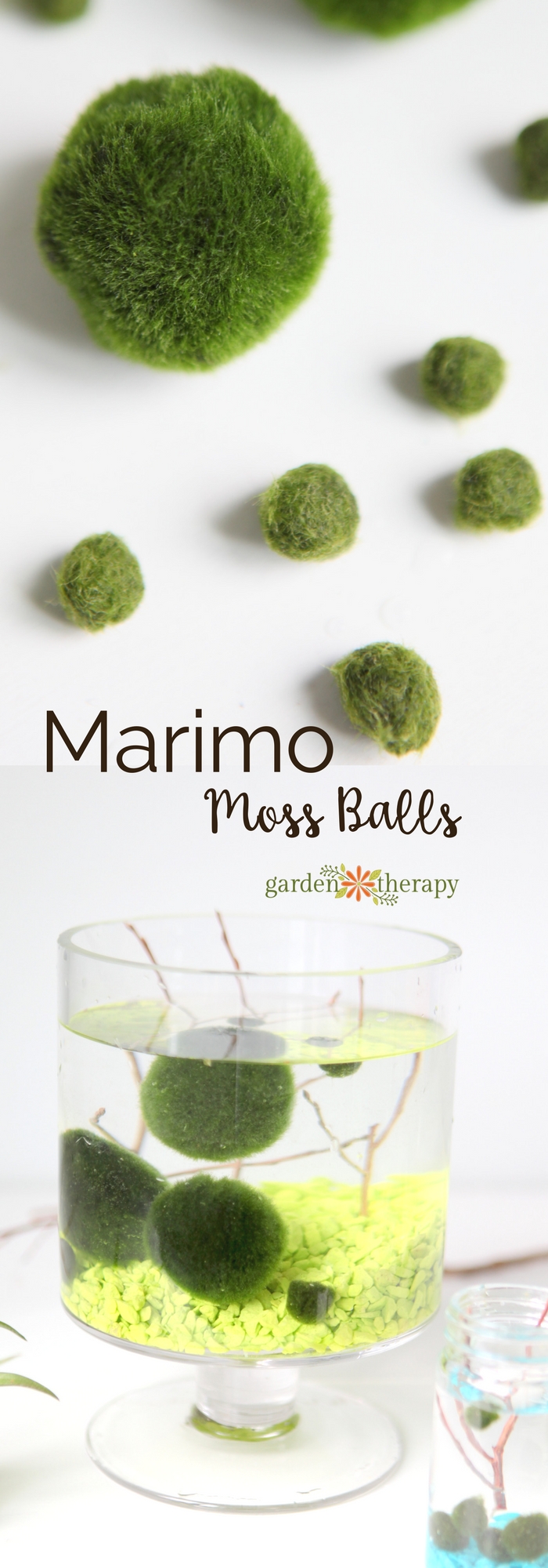 Hello, Marimo. Garden Therapy