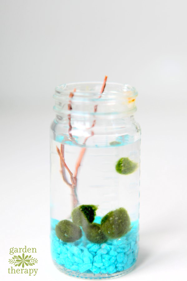 Caring for Marimo Moss Balls - Sunday Gardener