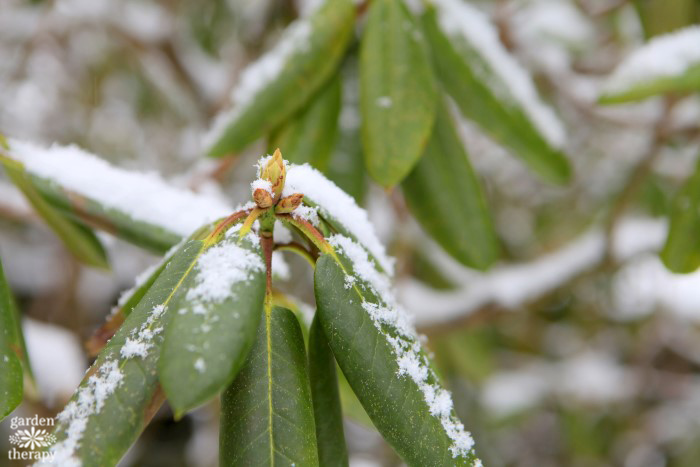 rhododendron bud in snow