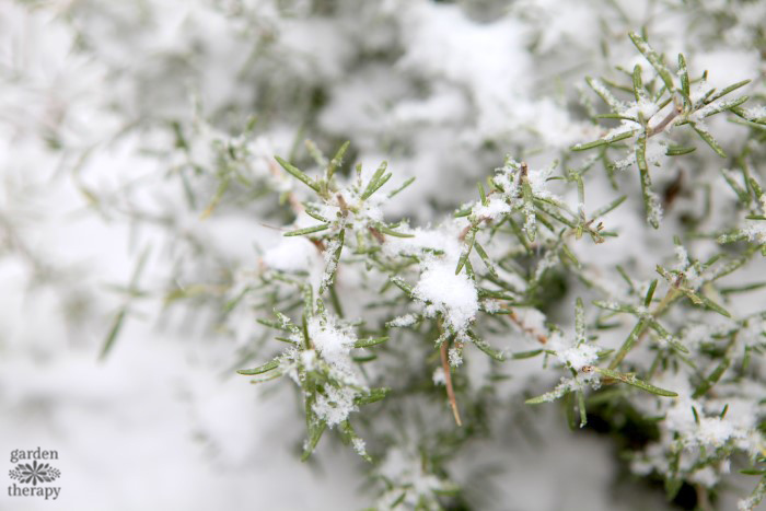 rosemary in the snow