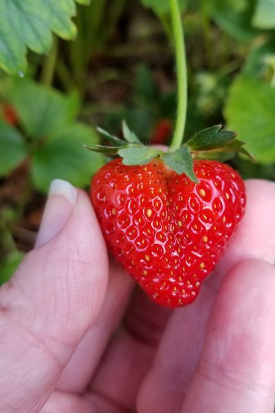 Woman holding a heart-shaped strawberry attached to a vine