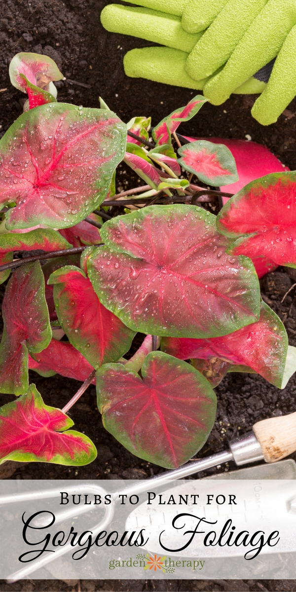 Bulbs to plant for gorgeous foliage