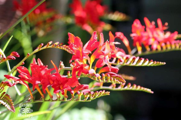 crocosmia lucifer