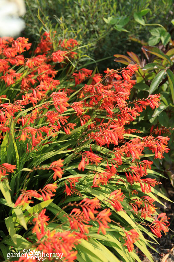 crocosmia blooming in the garden