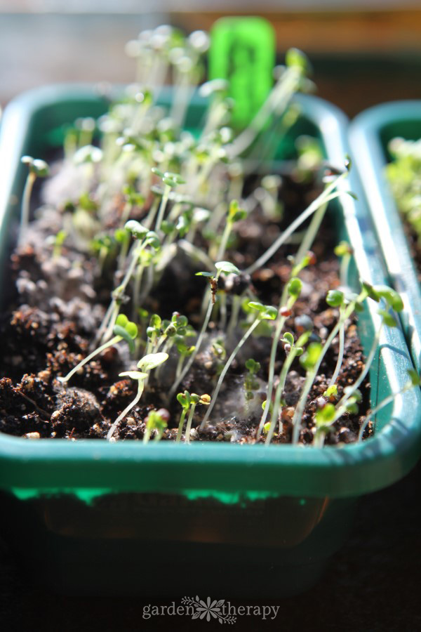 Seed Starting 101: Your Step-By-Step Guide for Starting Seeds