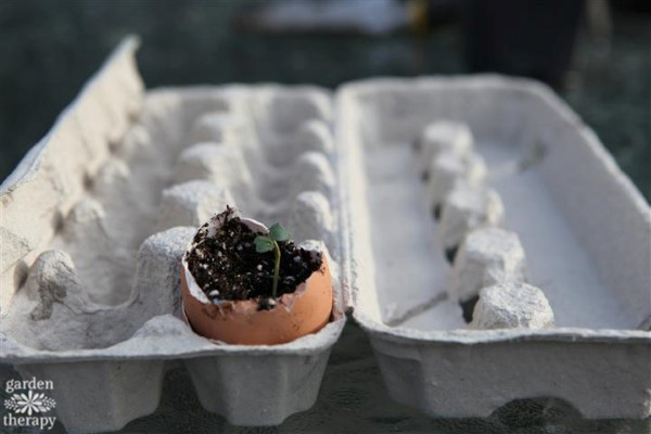 using eggshells in the garden