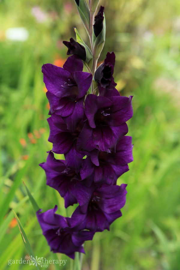 purple gladiola stalk blooming