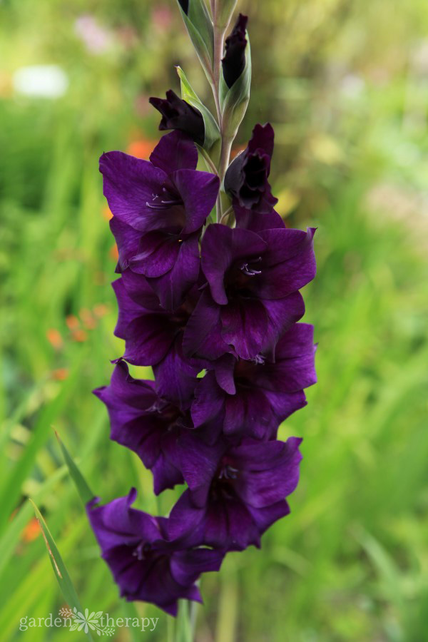 Summer Flowers From Bulbs