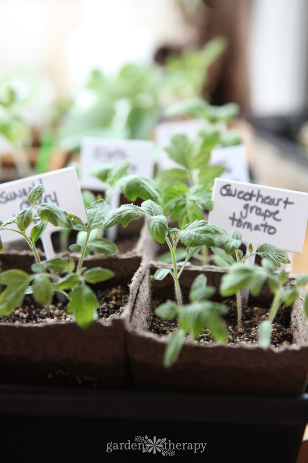 organic tomato seedlings growing in coconut coir pots