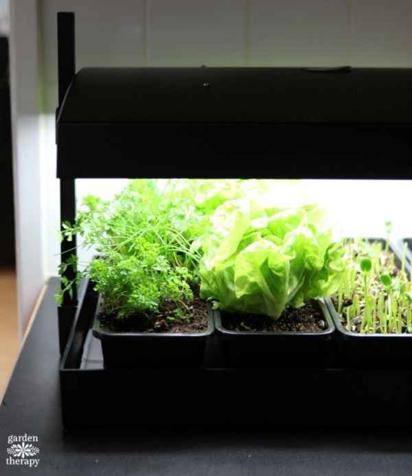 Mythbusting: Do You Really Need Grow Lights? - Horticulture