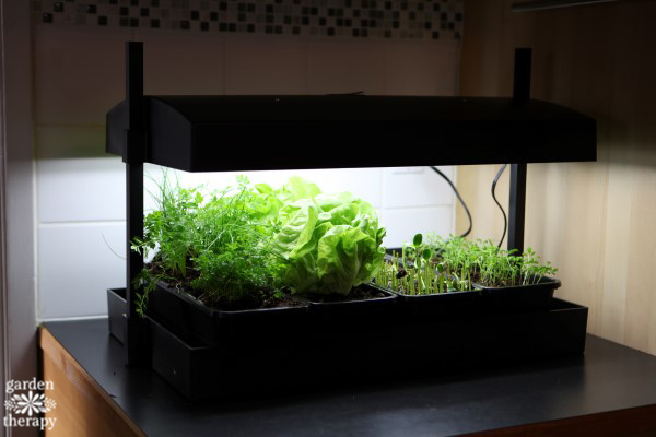 Growlight garden for countertop indoor gardening