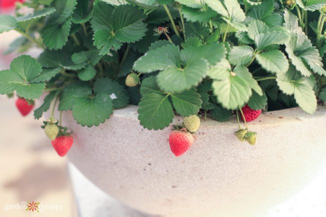 strawberry plants in pots