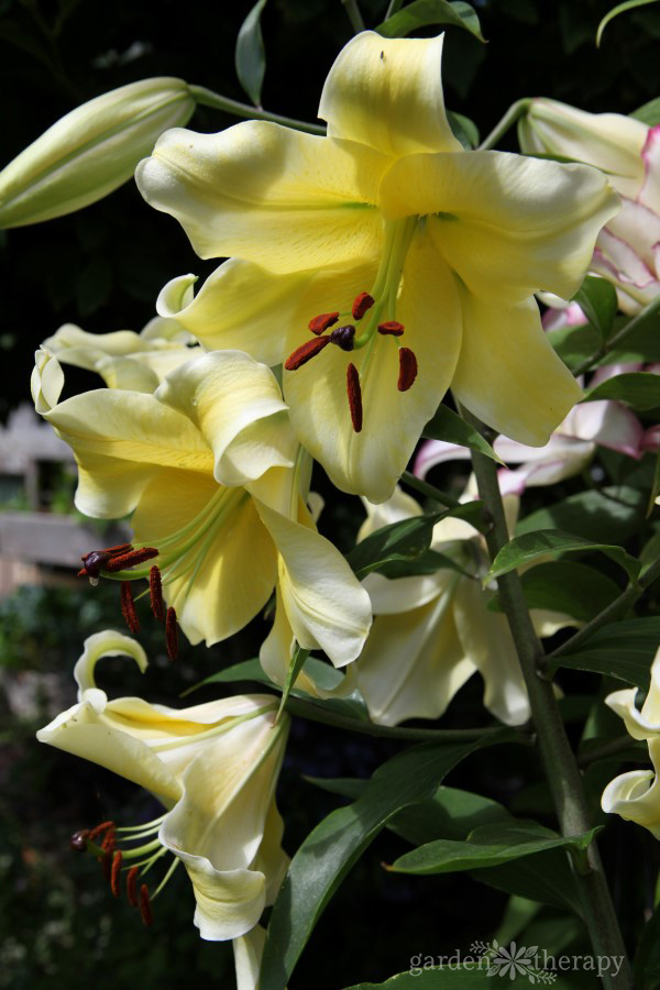 Lily blooming in a garden