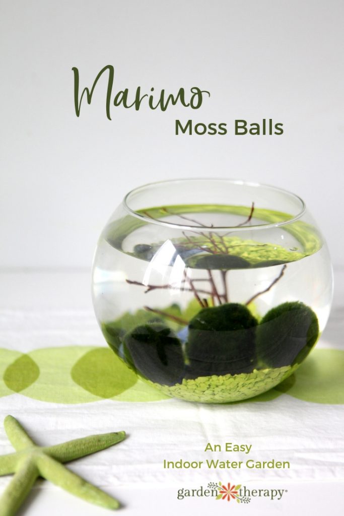 Hello, Marimo. - Garden Therapy