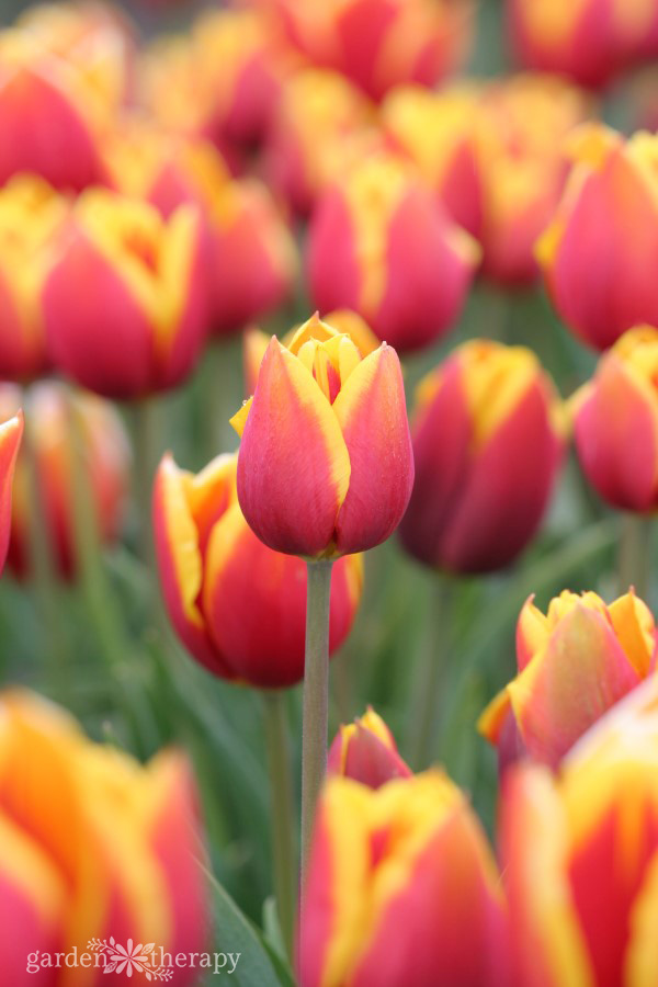 Orange and yellow tulips