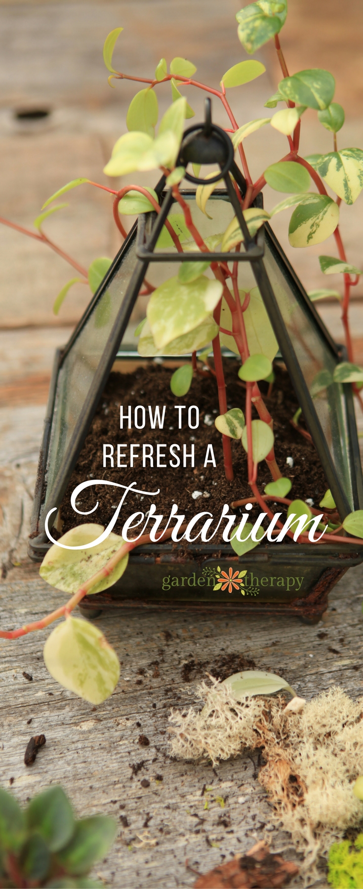 Refresh a terrarium annually to keep it gorgeous and healthy