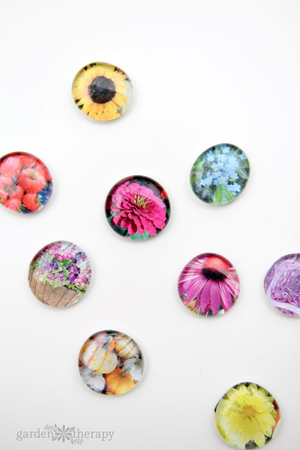 How to make magnets from the gorgeous photos in seed catalogs