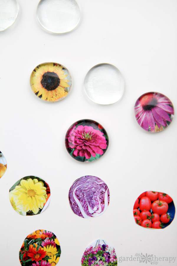 How to make magnets from the gorgeous photos in seed catalogs