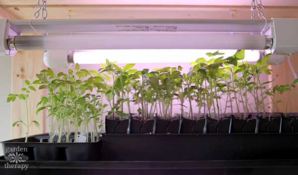 starting seeds under a grow light