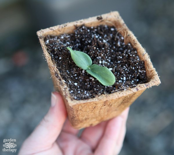 how to start seeds using coconut coir containers