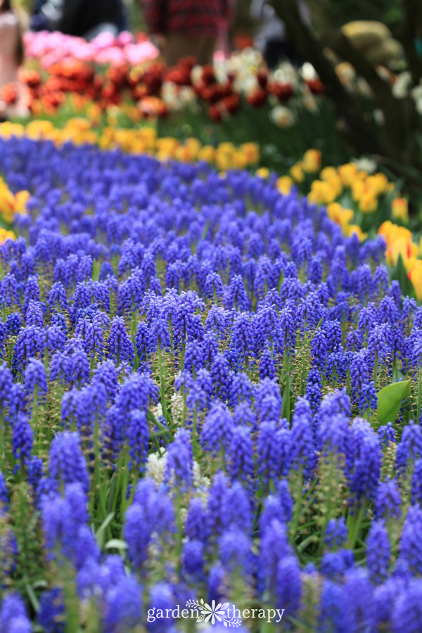 Spring Garden grape hyacinth