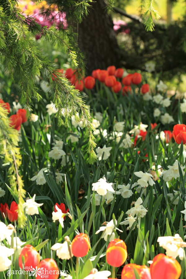Flowers blooming in a spring garden 