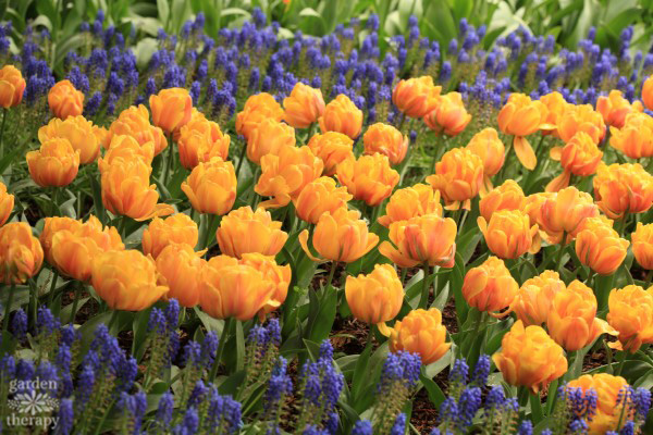 Spring Garden yellow tulips and grape hyacinth