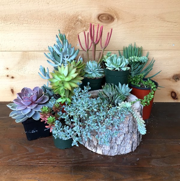 How to Make a DIY Succulent Chair Planter