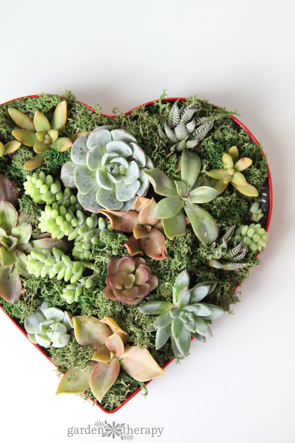 A sweet and sugar-free way to say I love you - make a succulent valentine