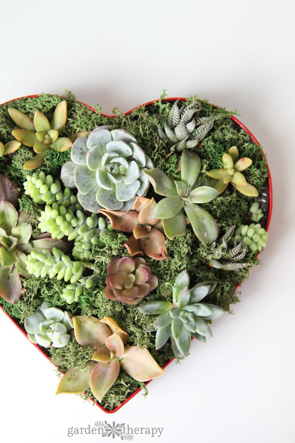 make a succulent valentines