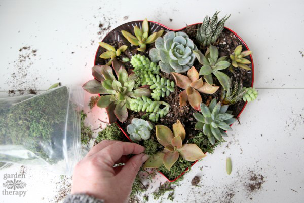 make a succulent valentines