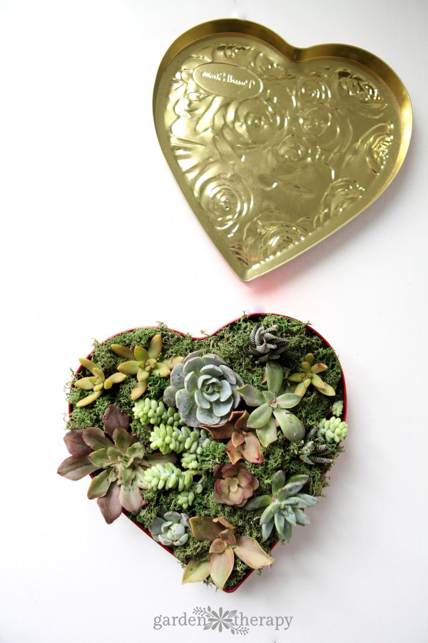 Make a Candy and Succulent Valentine’s Field