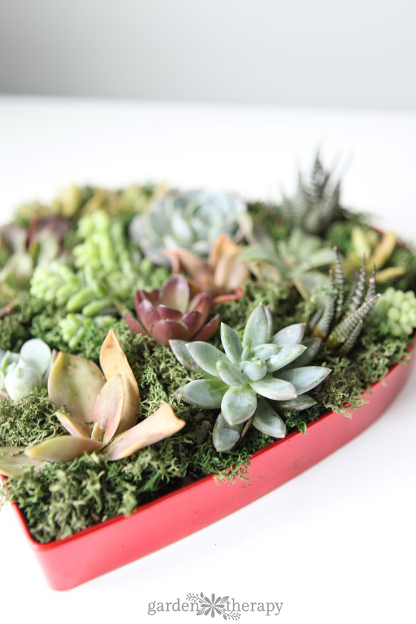 A sweet and sugar-free way to say I love you - make a succulent valentine
