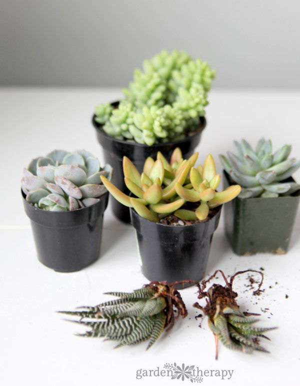 succulents make perfect Valentine's Day plants