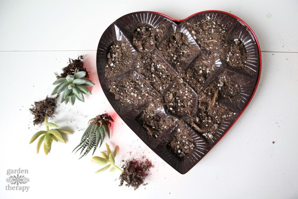 filling heart tray with soil for succulent valentines