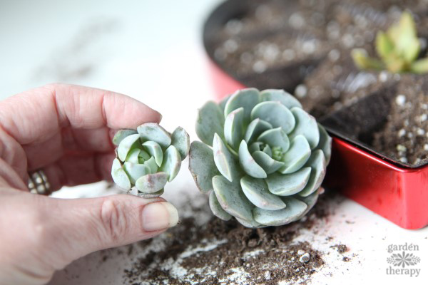 separated succulent offshoot and mother plant for succulent valentines