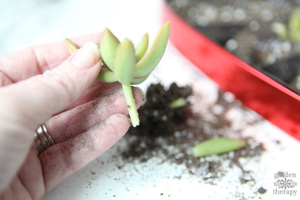 freshly cut succulent