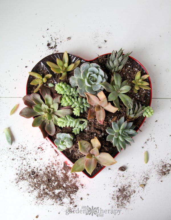 make a succulent valentines