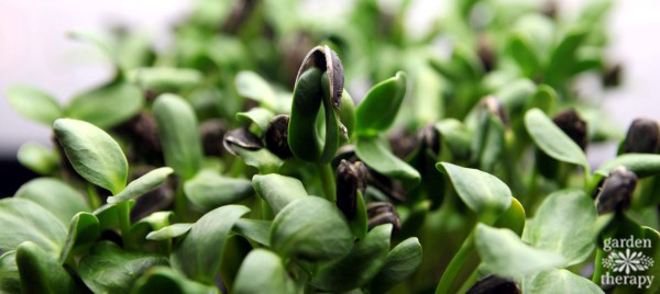 sunflower seed sprouting