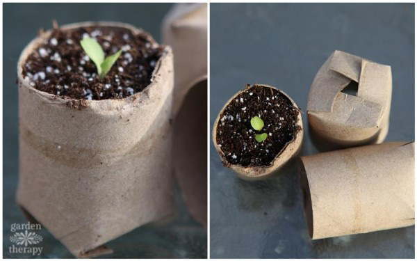 tissue paper roll used as a seed starter