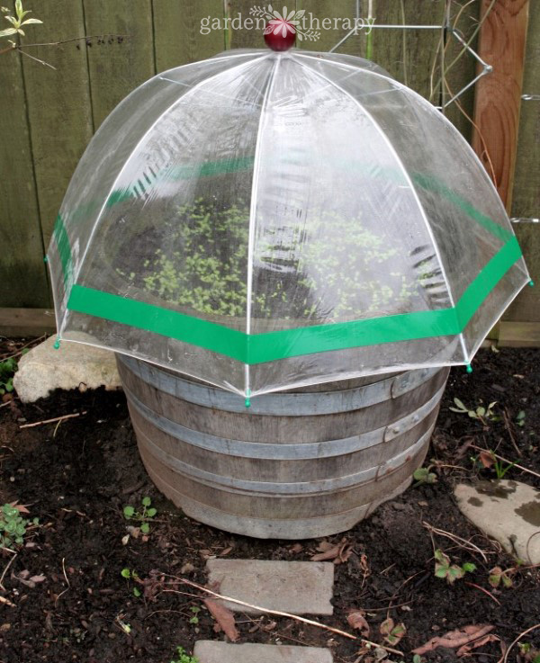 Invernadero de bricolaje - paraguas transparente que cubre el barril de vino en el jardín