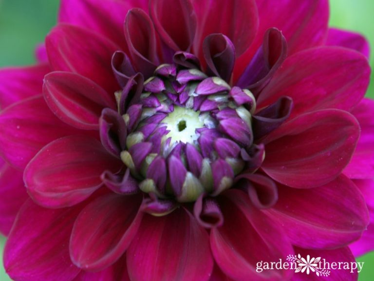 Yes, You can Eat that! Edible Ornamentals Garden Therapy