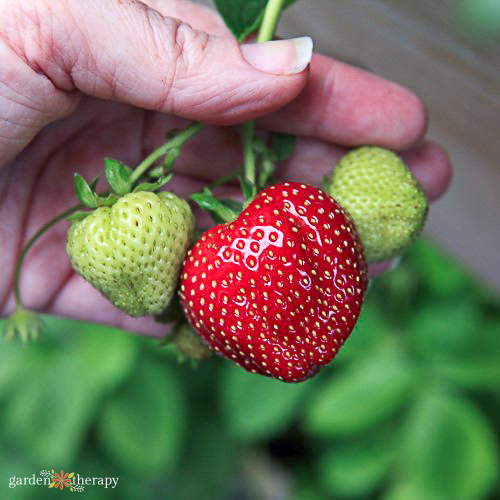 woman holding three strawberries on the vine - one ripe and red, the other green