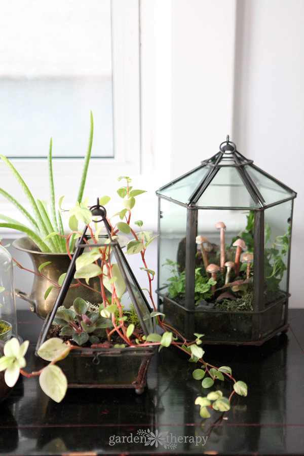 Give a terrarium a makeover every few years to keep it looking beautiful.