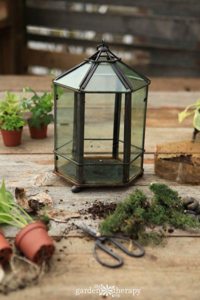 Give a terrarium a makeover every few years to keep it looking beautiful.