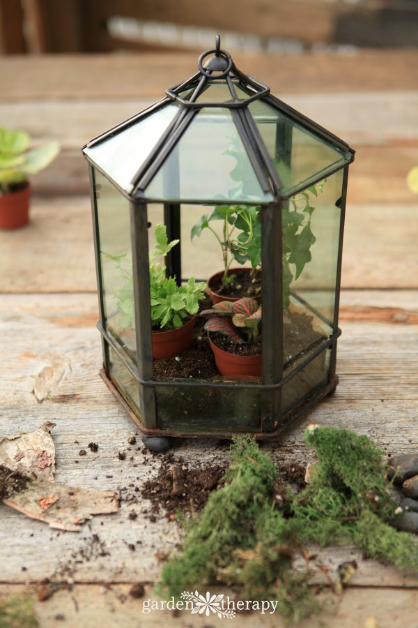 Give a terrarium a makeover every few years to keep it looking beautiful.