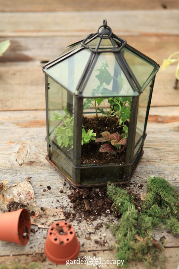 Give a terrarium a makeover every few years to keep it looking beautiful.