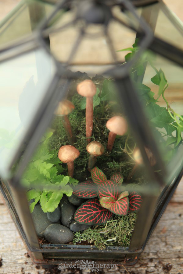 Give a terrarium a makeover every few years to keep it looking beautiful.